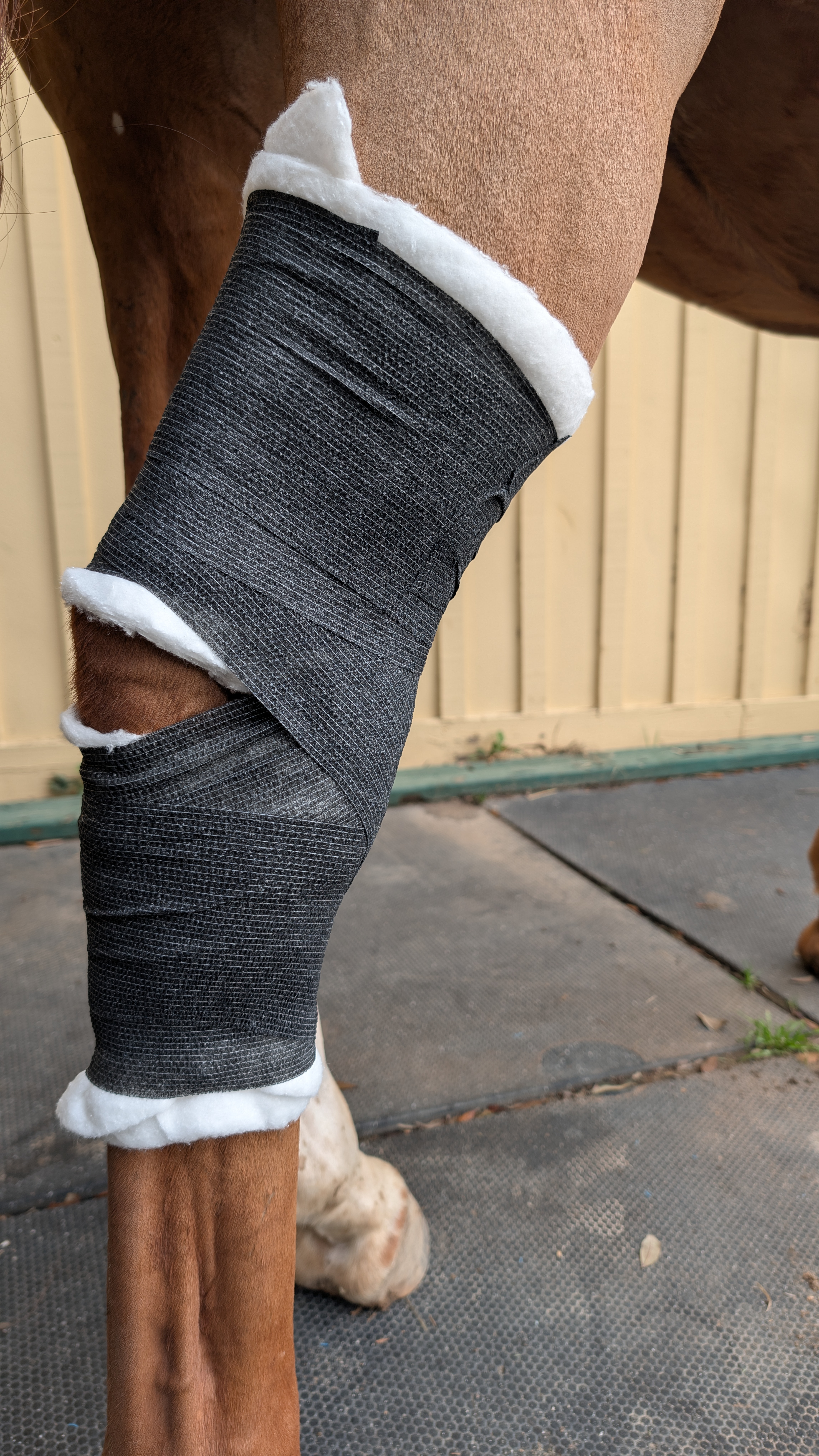 Professional bandage wrap on horse leg for post-operative wound care